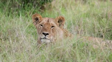 Ağır çekimde, bir aslan kısmen Masai Mara, Kenya 'nın uzun otlarının arasına saklanmış, sakin bir ifadeyle bitki örtüsünün içinden bakıyor..
