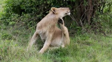 Ağır çekimde, bir dişi aslan Kenya, Masai Mara 'nın çimlerinde oturur, dinlenirken arka bacağını boynunun yanındaki kaşıntıyı kaşımak için kullanır..