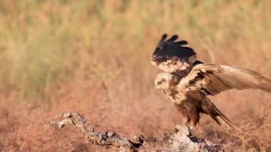 Bir Avrasya saksağanı, bataklık bataklık harrier toprağı olarak uçmadan önce bir dala tünemiş ve onu İspanya 'daki dinamik bir sahnede başka bir bataklık harrier izlemiştir.
