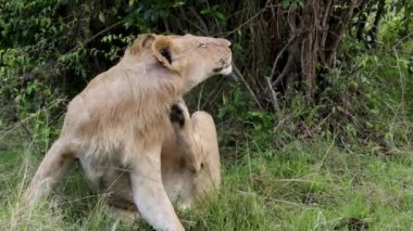 Ağır çekimde, bir dişi aslan Kenya, Masai Mara 'nın çimlerinde oturur, vahşi doğada dinlenirken arka bacağını kullanarak boynunu kaşır..