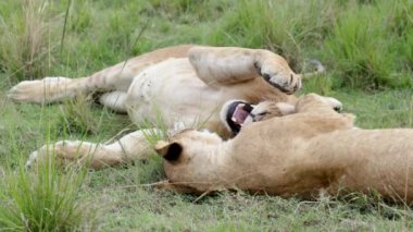 Ağır çekimde, iki dişi aslan, Masai Mara, Kenya 'nın çimlerinde uzanır. Pençeleri havada birbirlerini tımar eder, dişlerini gösterirler..