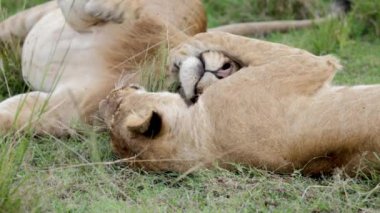 Ağır çekimde, iki dişi aslan Masai Mara, Kenya 'nın çimlerinde yatıyor, birbirlerini tımar ediyor ve sırtüstü yuvarlanıyor, neşeli bir bağ sergiliyorlar..