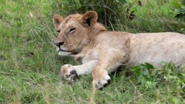 Ağır çekimde genç bir dişi aslan, Kenya 'da Masai Mara' da yeşil çimlerde dinlenirken başını kaldırır ve sakince kameraya bakar..