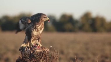 Bir Akbaba, İspanya 'da açık bir alanda, yumuşak, altın sabahın ilk ışıklarında bir dala tüneyerek avını hızla yer..