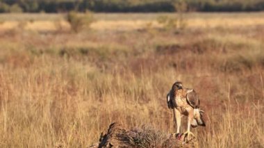 Altın sabah ışığında bir dala tüneyen Akbaba doğal bir manzarada uçmaya hazırlanıyor..