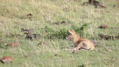 Kenya 'nın Masai Mara kentindeki doğal yaşam alanı ile çevrili uzun otların arasında huzur içinde yatan genç bir topinin yavaş çekim görüntüleri..