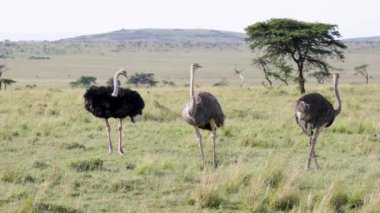 Kenya, Masai Mara 'daki açık Afrika düzlüklerinde doğal ortamlarıyla çevrili üç devekuşunun yavaş çekim görüntüleri..
