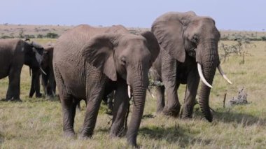Kenya, Masai Mara düzlüklerinde zarif bir şekilde yürüyen fillerin yakın çekim görüntüleri.