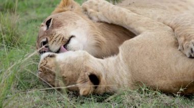 Ağır çekimde, dişi aslan pençesini başka bir dişi aslanın başına geçirir. Kenya, Masai Mara 'da çimlerde yatarken yalayıp tımar eder..