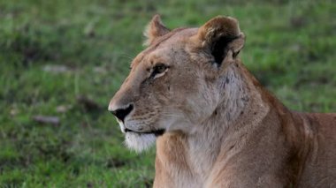 Ağır çekimde dişi aslan, arka plan bulanıklaşırken sakin bir ifadeyle Masai Mara, Kenya 'da kameraya dönmeden önce başını yana çevirir..