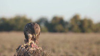 İki Akbaba açık bir alanda ağaç kütüğünde etkileşime girerken, bir kuş diğerini yiyecekten uzaklaştırıyor..