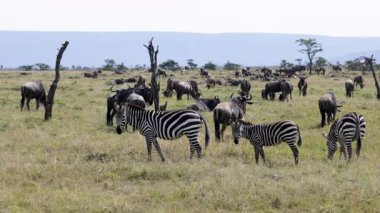 Bir zebra ve antilop, Masai Mara, Kenya 'nın geniş ovalarında ağır çekimde Afrika' nın vahşi hayatının güzelliğini vurgulayarak dolaşır..