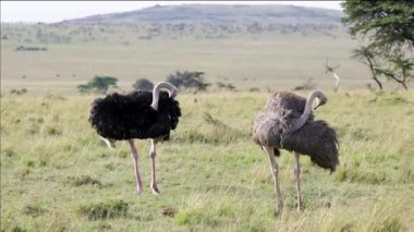 Kenya, Masai Mara 'nın açık ovalarında tüylerini diken diken eden iki devekuşu ağır çekimde yakalandı..