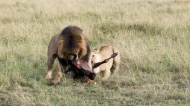 Aslanlar Mara oyun parkının Afrika düzlüklerinde antilopları sürüklüyor ve çekiyor.