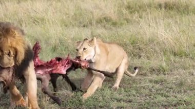 Erkek Aslan 'dan Yakalı Aslan Öldürüyor