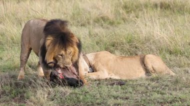 Aslan Yükselen Antilop Avı Dişi aslan beslenirken