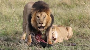 Erkek Aslan Muhafızları Yakalı Aslan Beslerken Öldürüyor