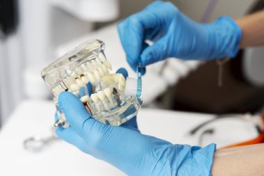 Diş hekimi, plastik çene tutan bir doktor diş fırçasıyla dişlerini nasıl fırçalayacağını gösteriyor. Sağlık hizmeti kavramı