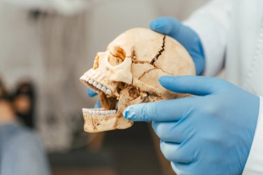 Doktor ortodontiste yakın plan, yapılması gereken diş tedavisini açıklıyor, insan kafatasının plastik modelini kullanıyor ve parmağıyla işaret ediyor. 