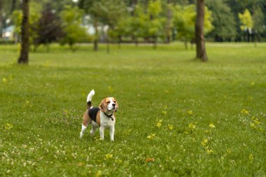 Mutlu ve aktif safkan av köpeği güneşli yaz gününde çimlerin üzerinde duruyor. İyi tatiller.