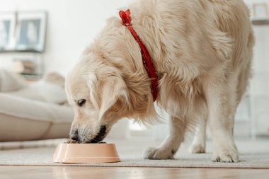 Golden Retriever köpeğinin portresi evde sağlıklı kuru yiyecekler yiyor. Köpek besleme kavramı 