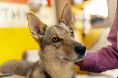 Güzel bir köpeğin portresi, başka tarafa bakmak, evde sahibinin okşaması. Bakım anlayışı, evcil hayvan aşkı