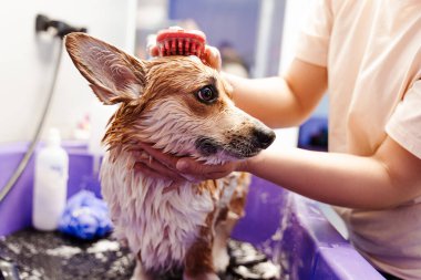 Tanınmayan bir kadın Corgi köpeğini sabunla yıkıyor. Çağdaş veteriner salonunda evcil hayvanı tımar ederken özel banyoda bez kullanıyor. 