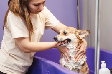 Küçük tatlı Corgi tımar etmeden, saç ve pençe kesmeden önce duş alır. Salon konseptinde köpeklerin profesyonel bakımı 