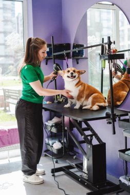 Hayvan bakıcısı kadın menekşe kuaföründe küçük Corgi köpeğinin kürkünü kurutuyor. Veteriner kliniğinde profesyonel hayvan bakımı ve bakım hizmeti.