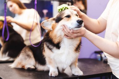 Komik Corgi köpeği masada oturup tımar işlemlerinin keyfini çıkarırken, profesyonel bir kadın da saçlarını menekşe rengi iç mekan ile tarıyor.