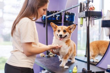 Güzeller güzeli bir kadın kuaförde Corgi Dog 'un patisini nazikçe tutuyor. Veteriner kliniğinde farklı prosedürlerden hoşlanan komik bir hayvan. 