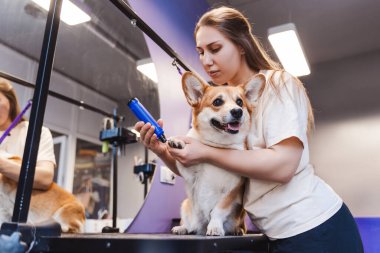 Veteriner kliniğinde ya da kuaförde Corgi Dog 'un tırnaklarını kesen bir veteriner kadın. Köpek konseptinin küçük cinslerine dikkat edin.