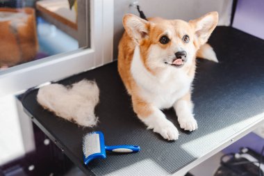 Şirin Corgi köpeği, kürkünden kalp şeklinde bakım yaptıktan sonra masaya uzanıp kameraya poz veriyor. Hayvan konsepti için güzellik rutini