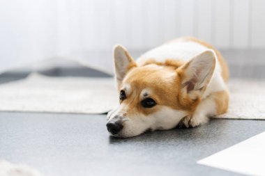 Tatlı Corgi köpeği yerde yatıyor ve üzgün görünüyor.