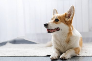 Mutlu pembroke Welsh corgi sosisi halının üzerinde dinleniyor ve pencereden dışarı bakıyor.
