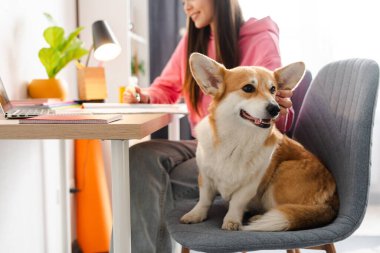 Şirin Corgi köpeği rahat bir ofis koltuğunda dizüstü bilgisayarında mutlu bir şekilde çalışan kadın bir serbest yazarla oturuyor. Kız, genç kız ve tüylü arkadaşı arasındaki bağ sahneye sıcaklık katıyor.