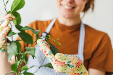 Bahçıvan, gülümseyen kadın kapalı alanda küçük bir limon ağacını kontrol ediyor, seçici bir odak noktası. Bahçe konsepti