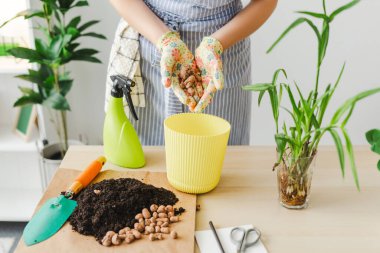 Bahçıvan, bir ev bitkisinin drenajını geliştirmek için onları bir çömleğin dibine koymaya hazırlanıyor.