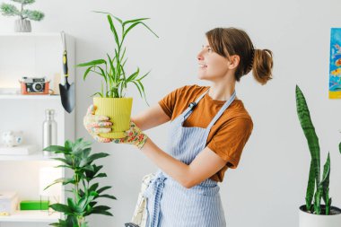 Young woman happily tending to a houseplant in a cozy home setting. Dressed in an apron and gloves. Exuding joy and contentment as she cares for the plant. Gardening concept clipart