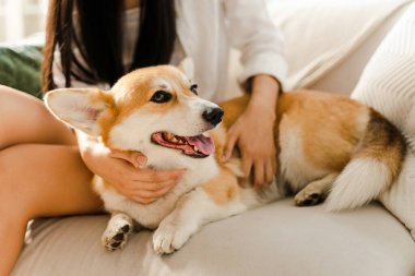 Corgi ve bir kadın kanepede rahatlar, evde huzurlu bir anın tadını çıkarırlar, bağlarını ve sevgilerini gösterirler. Mutlular, rahatlar ve mutlular. Özel bir dostluk paylaşıyorlar.