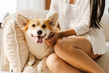 Mutlu Galler Corgi 'si, sevgi dolu sahibi ile rahat bir kanepede uzanır. Sevgi dolu bir evcil hayvan bakımı ve arkadaşlık sahnesinde neşe ve mutluluk saçar.