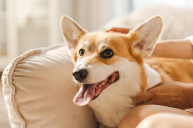 Mutlu Corgi kanepede uzanır, sahibinin sevgisinden zevk alır, güven ve dostluk sahnesi yaratır.