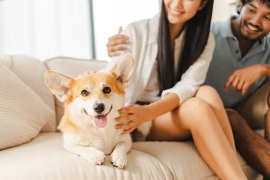 Şirin Corgi köpeği rahat bir kanepede sahiplerinin sevgisinden hoşlanıyor. Birkaç evcil hayvan ve kürklü arkadaşla ilgilenmek, bir bağ kurmak. Resim, aile hayatını, aile mutluluğunu ve sevgiyi evcil hayvanla paylaşmanın sevincini gösteriyor.