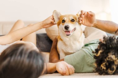 Irklar arası çiftler sıcak bir halının üzerinde neşeli Corgi Pembroke 'larıyla sarılıp evlerinde sevgi, neşe ve birliktelik dolu samimi bir sahne yaratıyorlar.