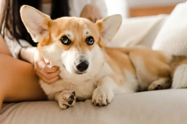 Sevimli pembroke galsh corgi sosisi rahat bir kanepede uzanıyor, rahat bir ev ortamında sahibinin arkadaşlığıyla eğleniyor.