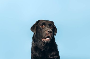 Mutlu, güzel, siyah bir köpeğin portresi, Labrador, mavi arka planda izole bir şekilde oturup fotokopi alanına bakıyor. Hayvan, hayvan sevgisi konsepti