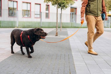 Bir adamın portresi, sahibi sokakta tasmalı güzel bir siyah köpeğe liderlik ediyor. Hayvan sevgisi konsepti