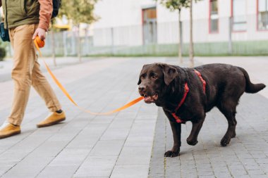 Labrador Retriever 'ın sahibi parkta tasma takıyor. Güzel safkan evcil hayvan. Aşk, hayvanlar konsepti