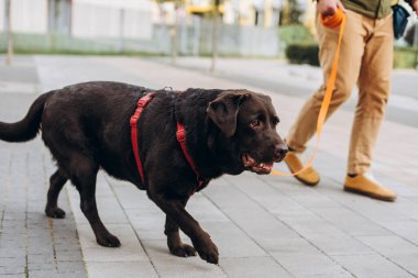 Labrador Retriever 'ın sahibi parkta tasma takıyor. Güzel safkan evcil hayvan. Aşk, hayvanlar konsepti