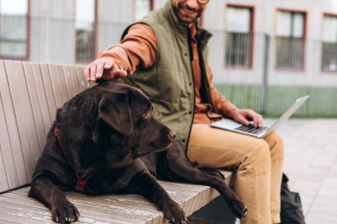 Gülümseyen orta yaşlı bir adam çalışıyor, dizüstü bilgisayar kullanıyor, bankta oturuyor, siyah evcil hayvanı okşuyor, köpek, sokakta, üniversite kampüsünün yanında, seçici bir odak noktası var. Hayvan sevgisi konsepti